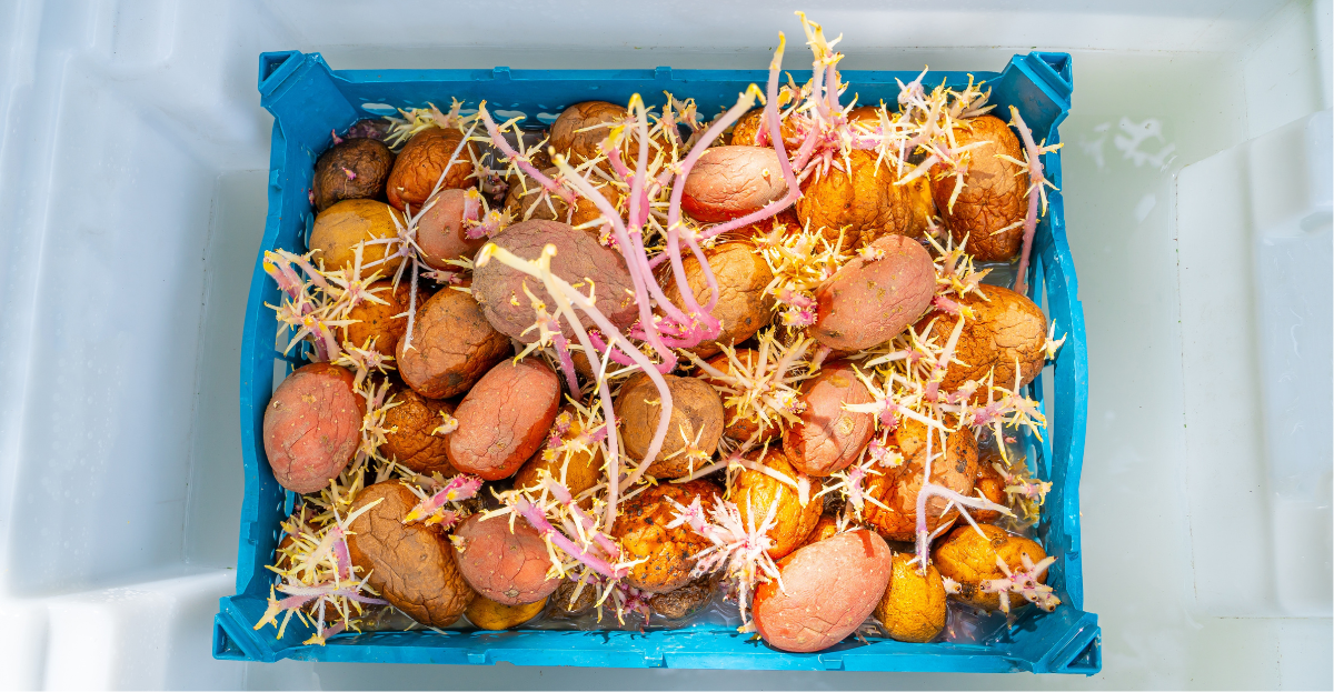 Sprouting potatoes in blue box